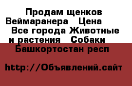 Продам щенков Веймаранера › Цена ­ 30 - Все города Животные и растения » Собаки   . Башкортостан респ.